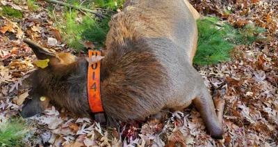 Cow elk killed deer season h1