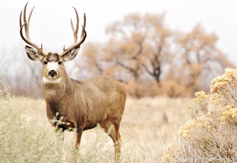 Colorado mule deer buck