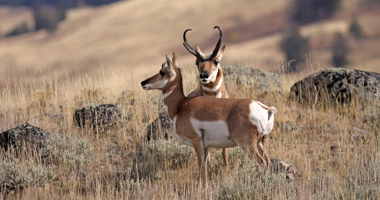 Idaho antelope migration h1