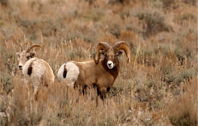 bighorns_f