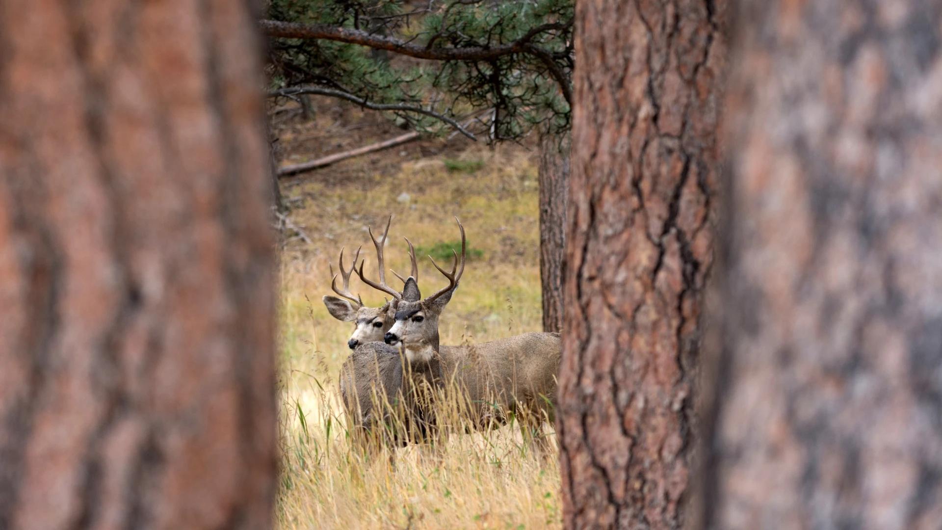 Idaho Second Controlled Hunt draw period now open