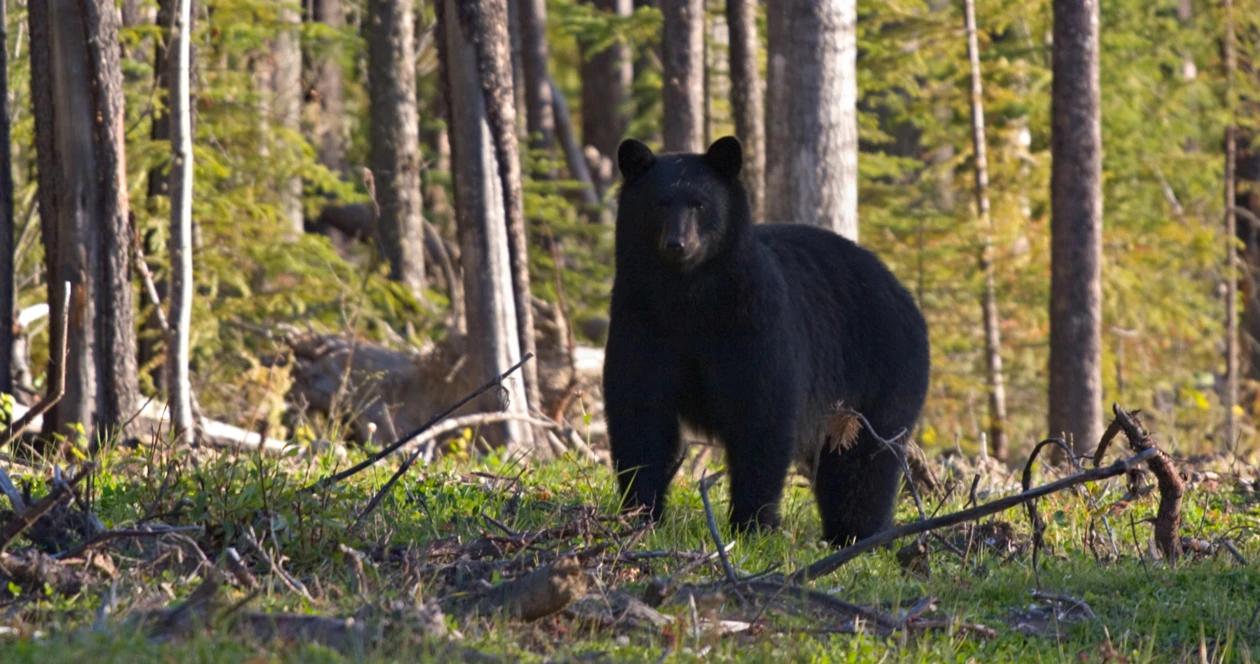 Montana black bear waiting period h1