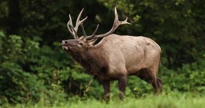 Oregon elk hoof disease h1