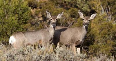 Colorado mule deer meat wasting h1