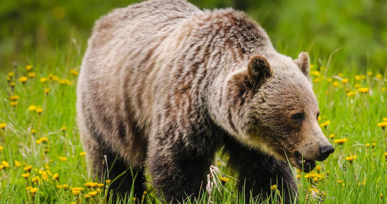 Idaho grizzly bear h1