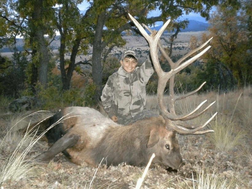 New mexico bull elk