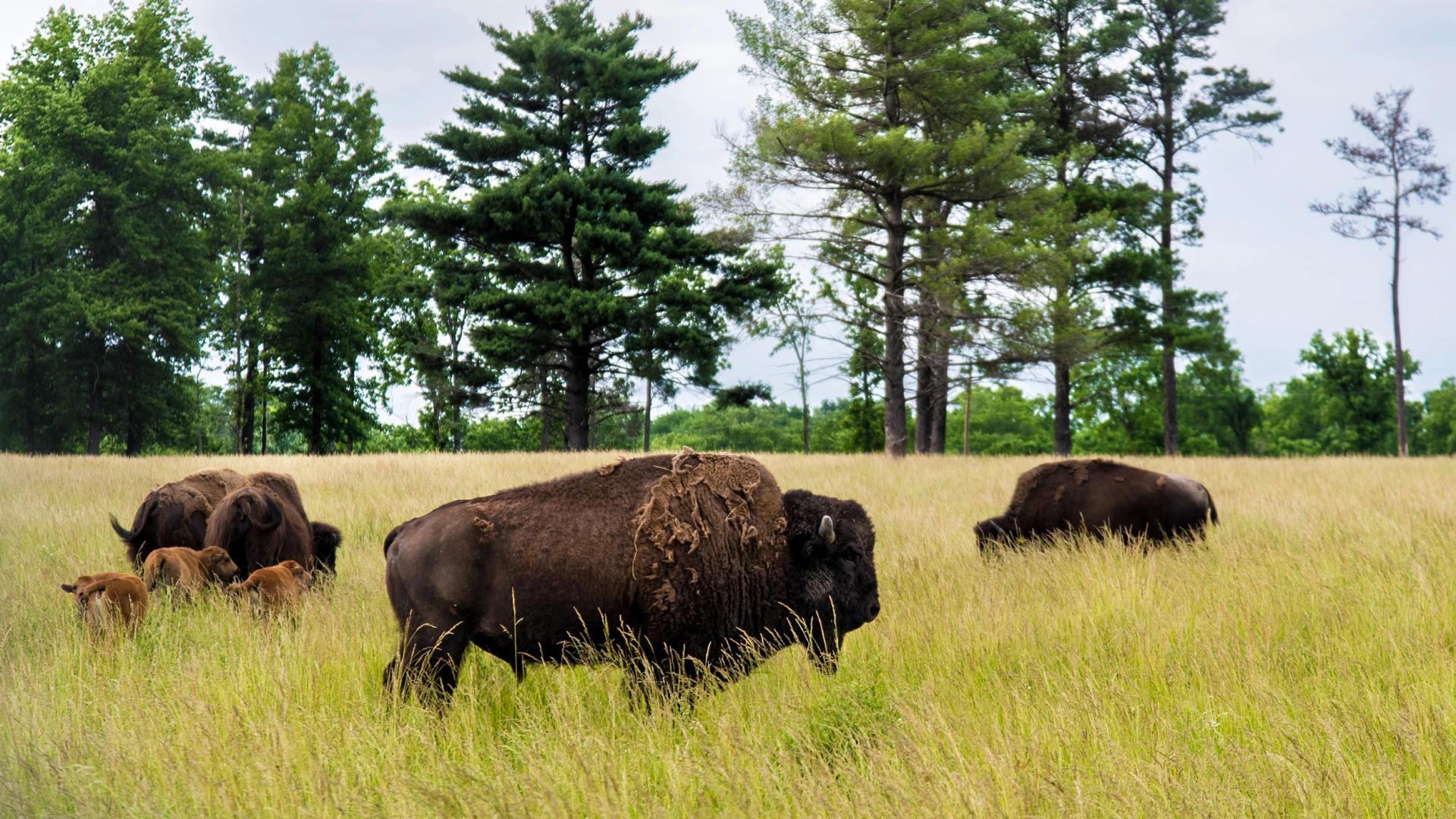 Alaska cuts bison tags after massive dozens from Delta herd die