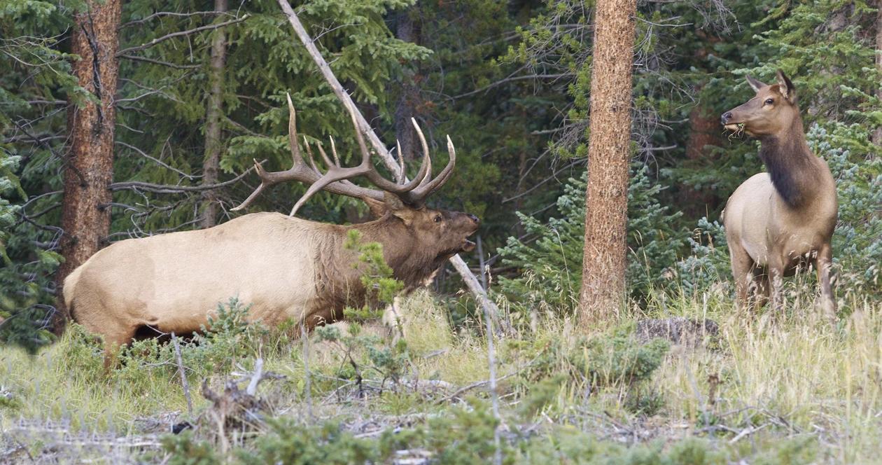 Bull elk bugling in the rut 1_0