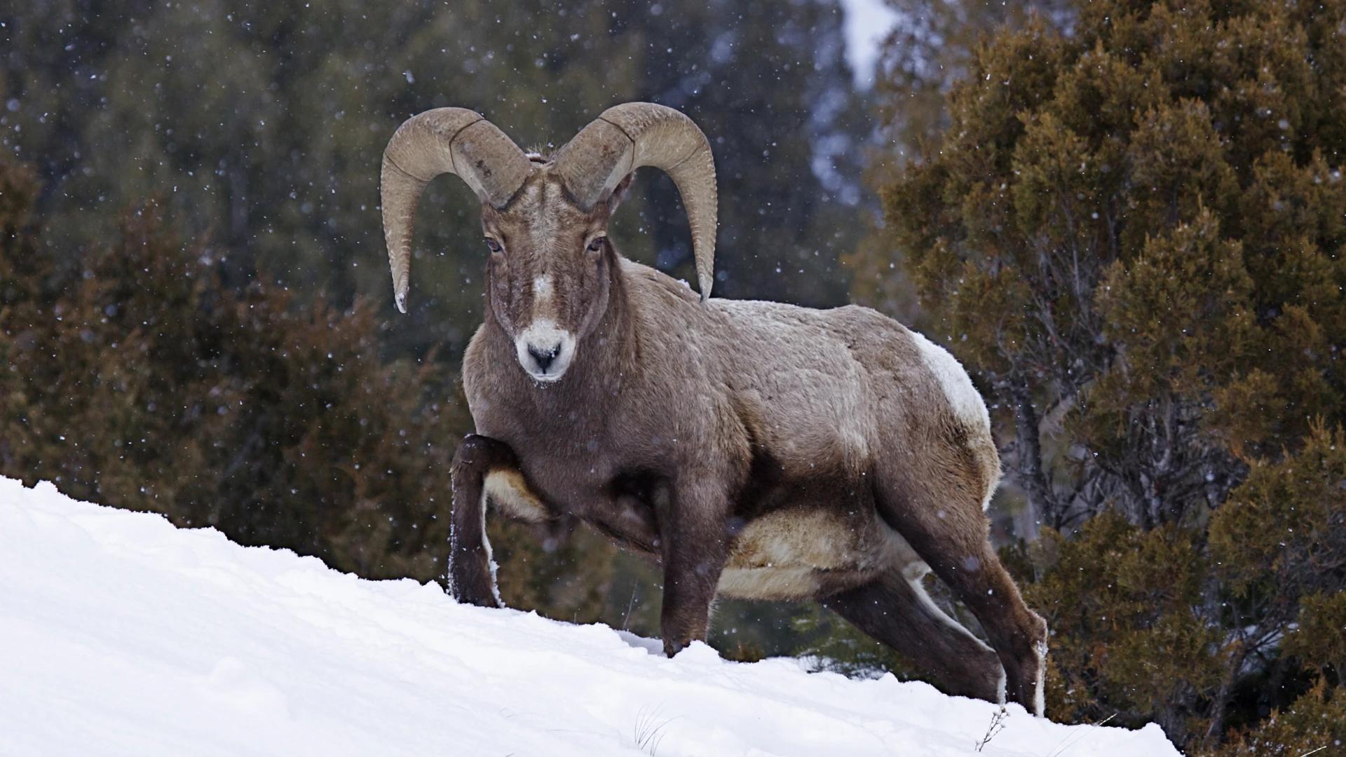 2024 Wyoming bighorn sheep, moose, mountain goat, and bison hunting application strategy