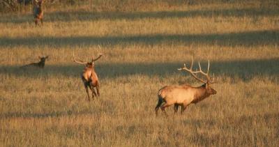 2023 colorado elk and antelope application strategy article 1