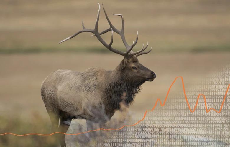 Bull elk with data 1