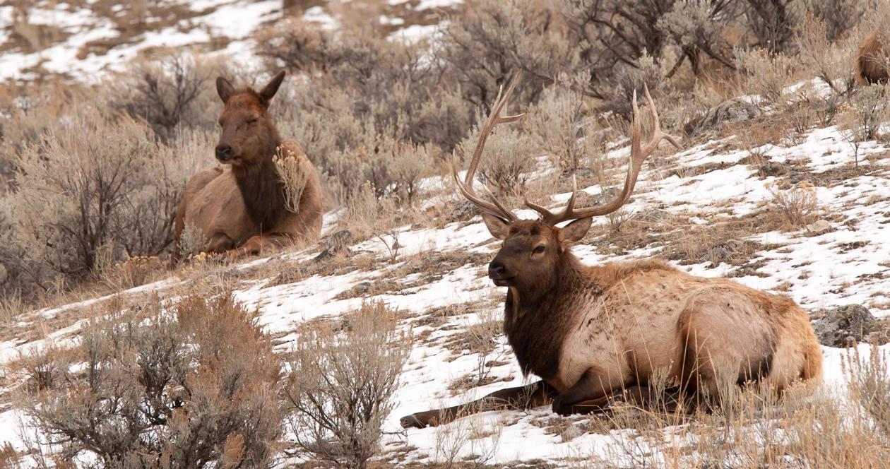 Utah elk poached h1