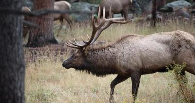 2021 colorado leftover hunting license list 1