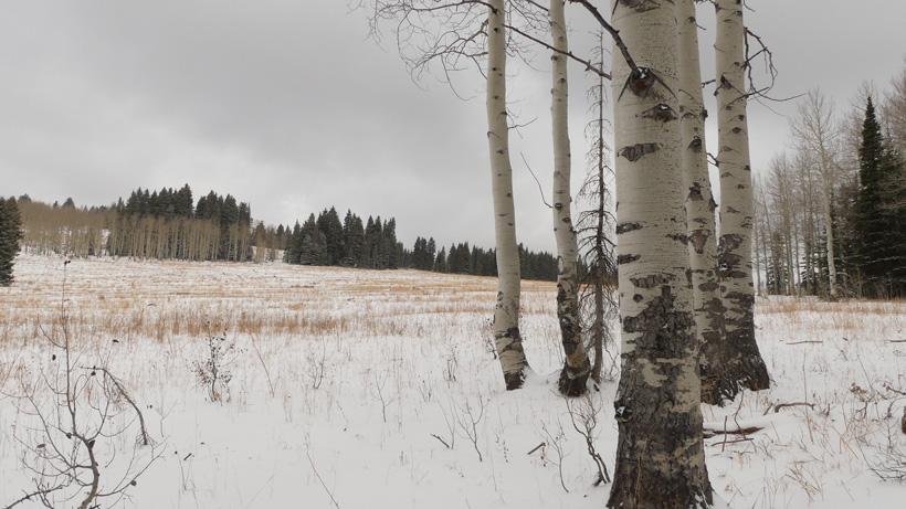 Cold temperatures and snow elk hunting