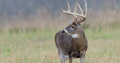 Iowa whitetail deer disease outbreak h1