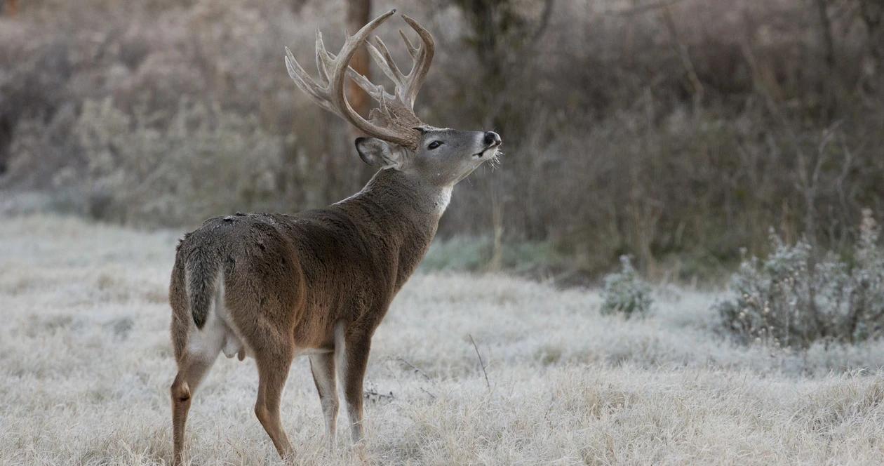 Idaho deer h1