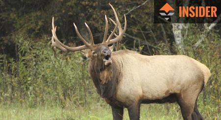 Bull elk bugling h2