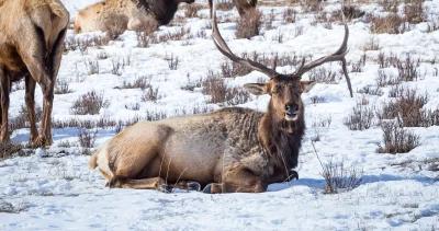 Missouri elk season in the works h1