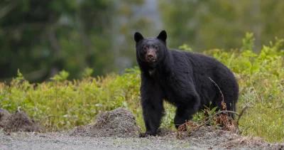 Utah black bear permits h1