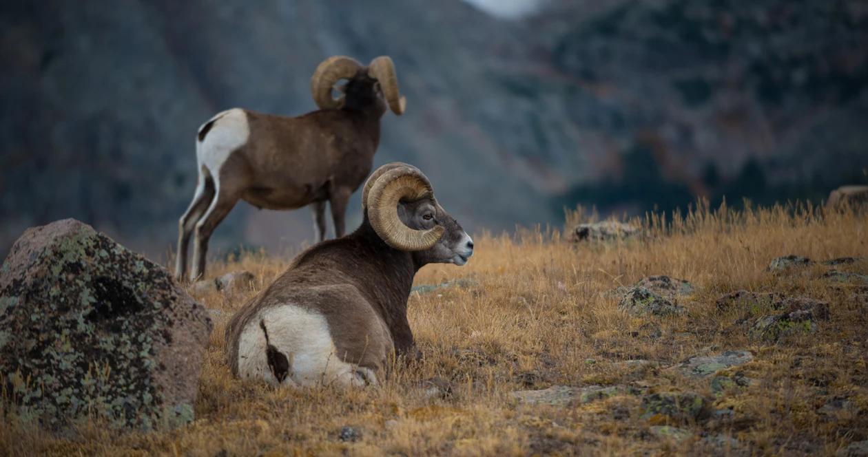 2022 colorado sheep moose mountain goat application strategy 1