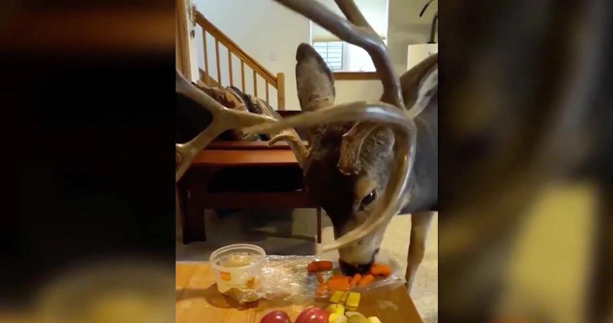 Mule deer feeding in house in colorado 1