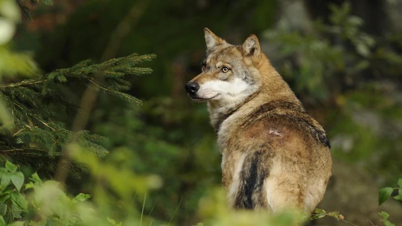 NYT best-selling author throws BIG money at Colorado wolf ballot proposal