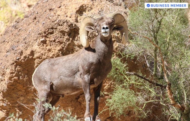 How to field judge bighorn sheep 1