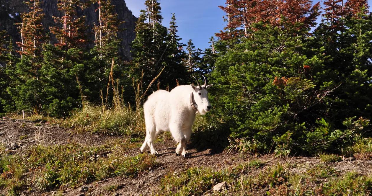 Utah mountain goat h1_1