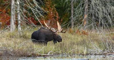 Montana moose cwd h1