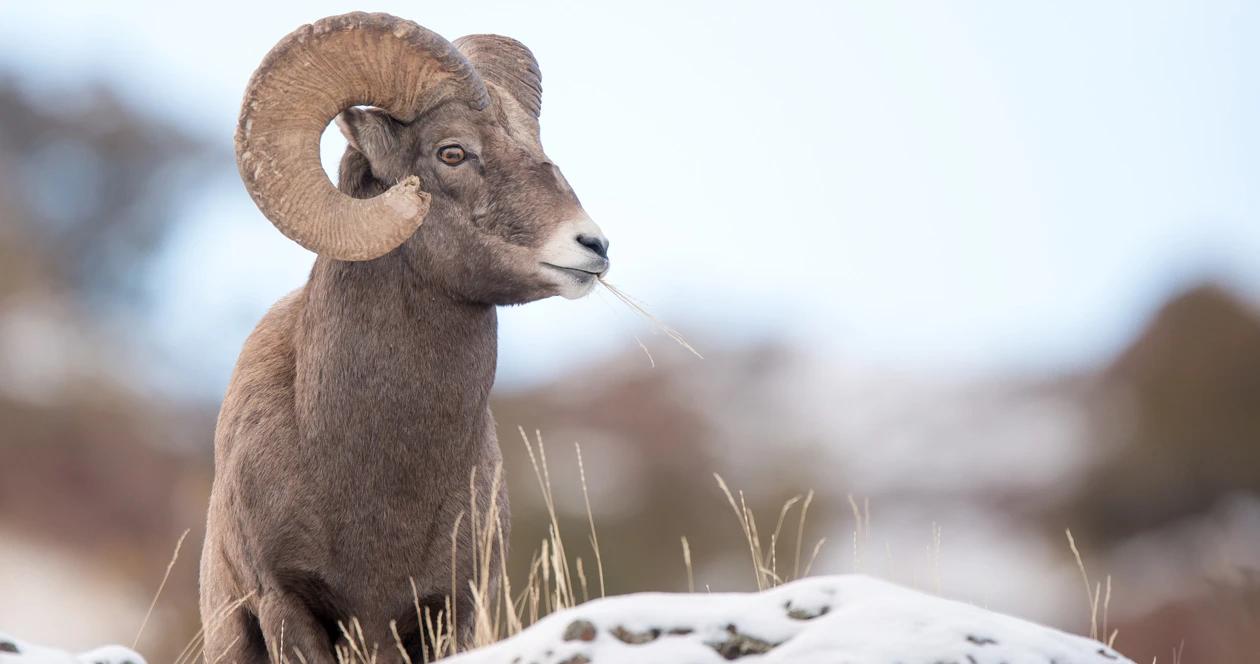 Bighorn sheep disease h1