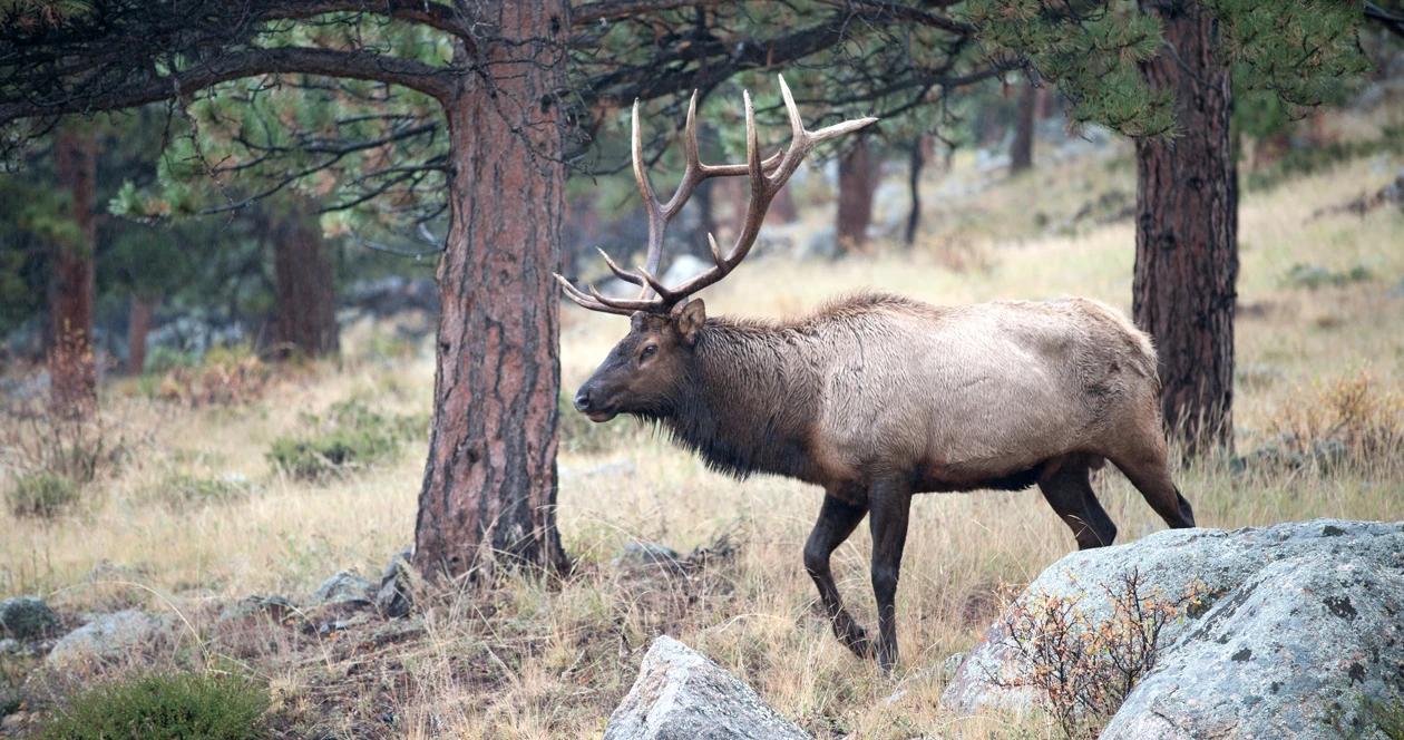 More idaho returned elk deer tags available this week 1_0