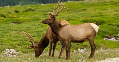 Missouri elk hunt this fall h1