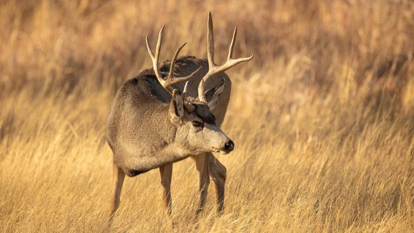 ALERT: Arizona license dealers will no longer offer paper hunting licenses