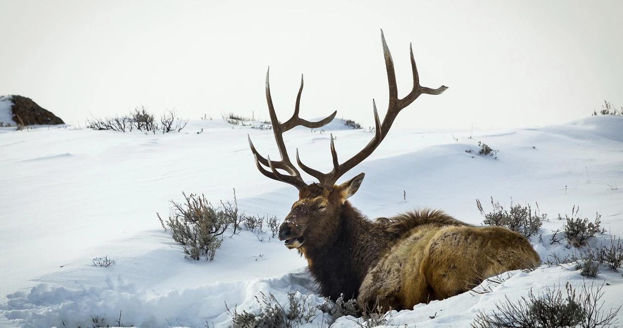 Idaho elk count h1