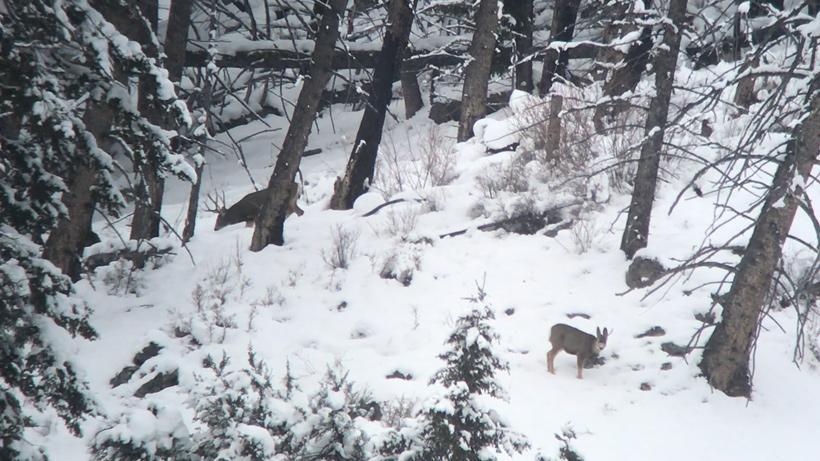 Idaho mule deer spotted 2