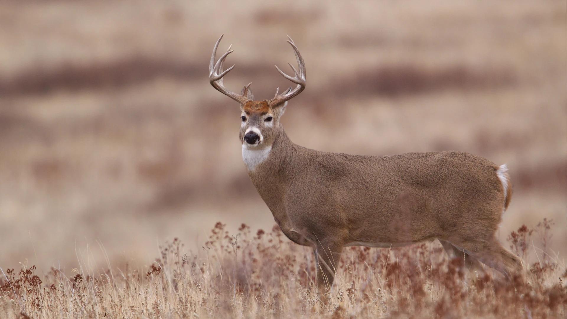2024 Kansas deer hunting application strategy article