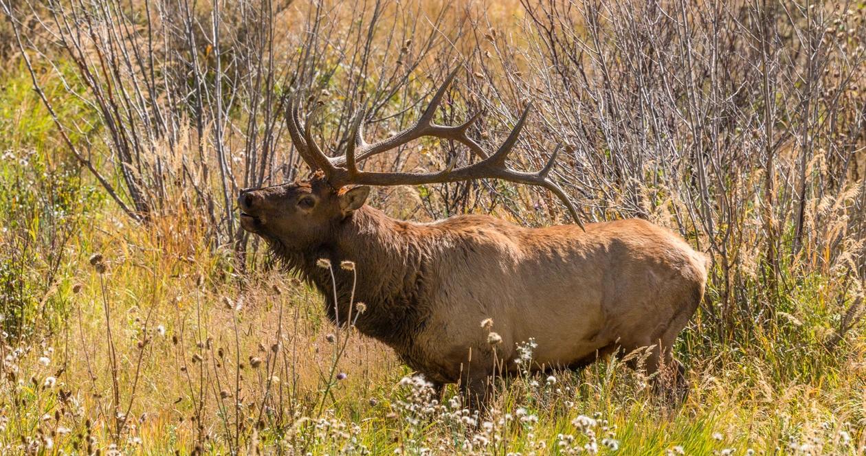 Colorado elk poached h1