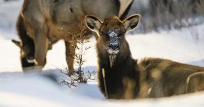 Michigan elk hunting season h1