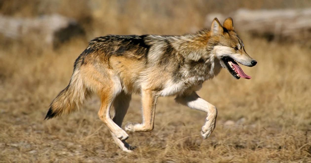 Mexican wolves new mexico h1
