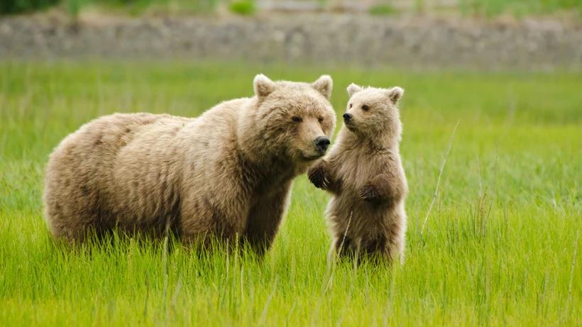 Canadian man attacked by grizzly bear sow protecting cubs