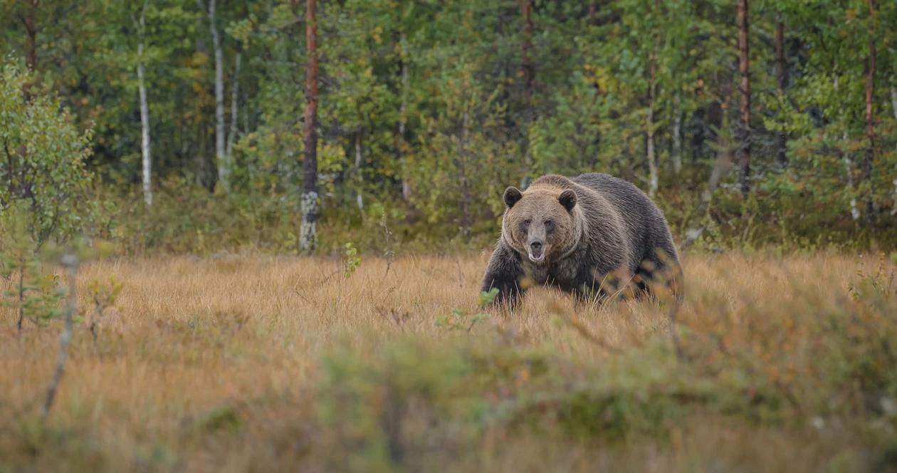 Grizzly bears killed by black bear hunters h1