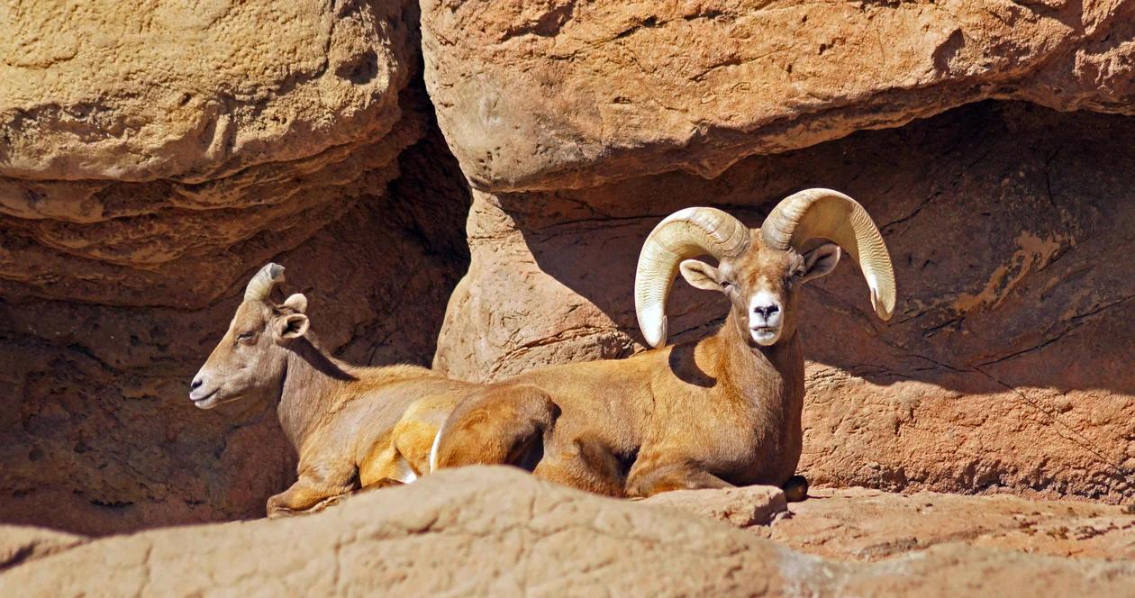 Utah desert sheep h1