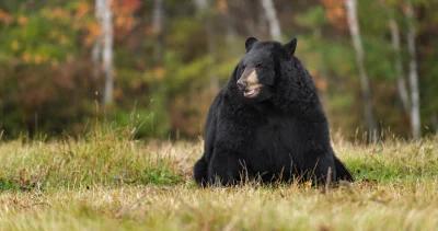 Missouri black bear hunt h1