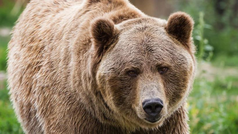 Montana's largest grizzly bear population may lose federal protections