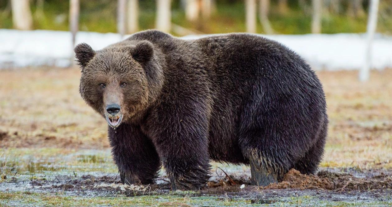 Alaska grizzly bear attack h1