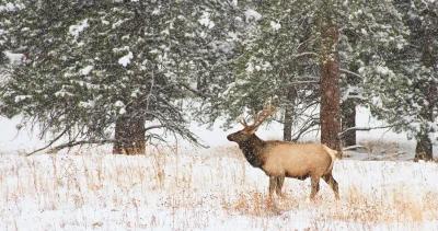 Wyoming national elk refuge announces new regs for 2023 season 1