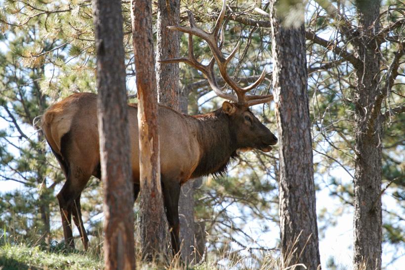 Bull elk with tree blocking vitals