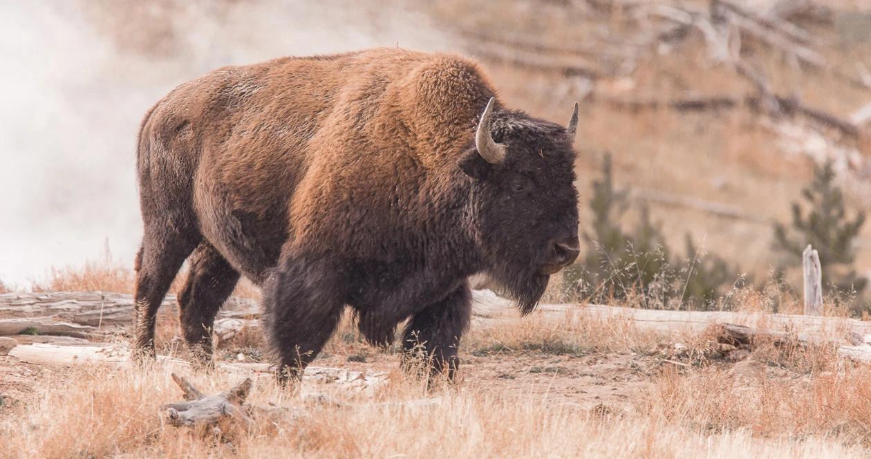 Wyoming bison h1_0