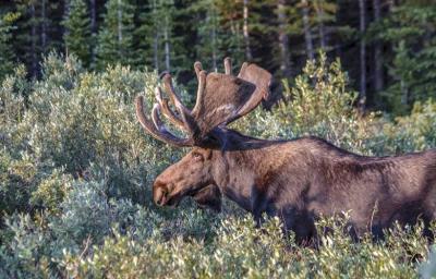 Large velvet bull moose 1