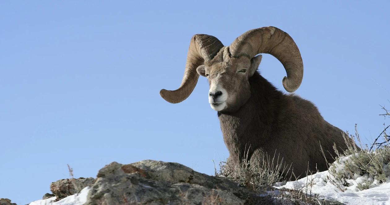 2022 wyoming sheep moose goat bison application strategy 1